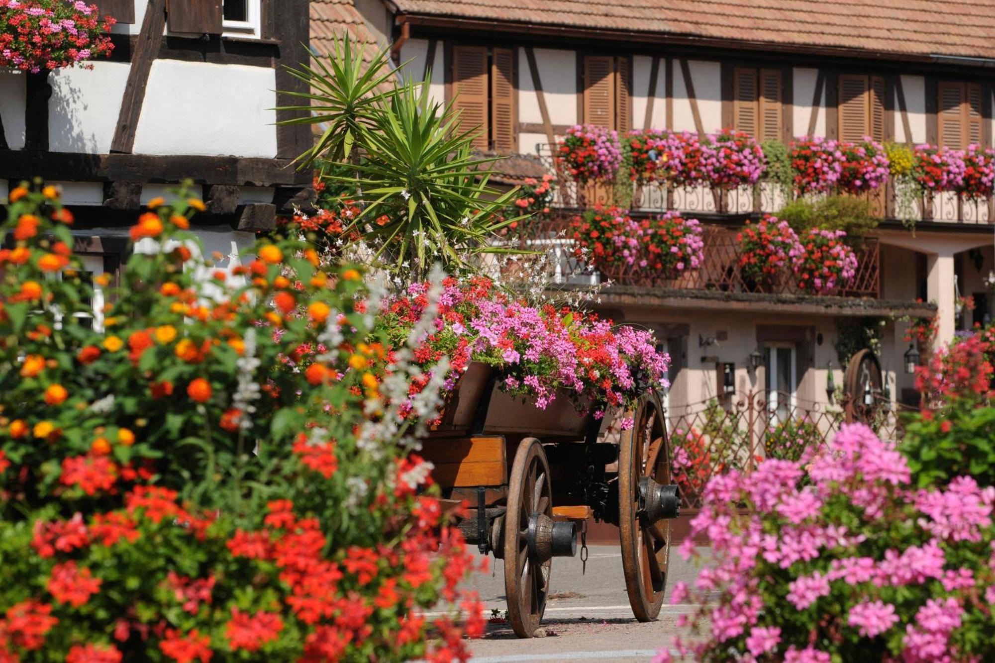 Gite See You Soon - Maisonnette Green Lodge Ribeauvillé Exterior foto